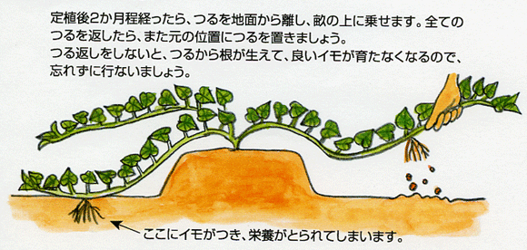 【環境・景観部会】ツル返しを行いました🍃
