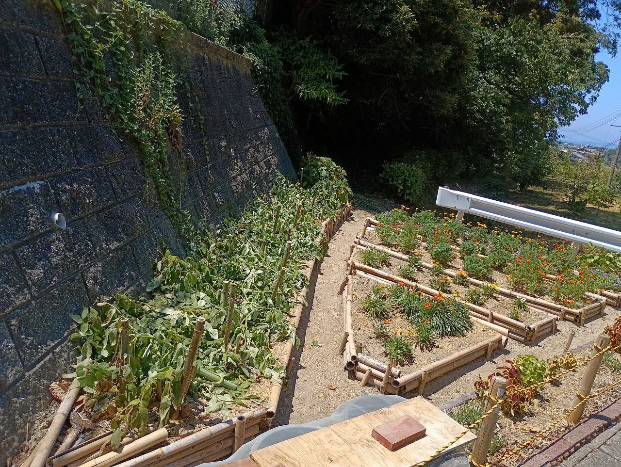 猛暑の中、光陽台4区市民ボランティアの方々が光陵高校横の花壇の整備作業を行いました。