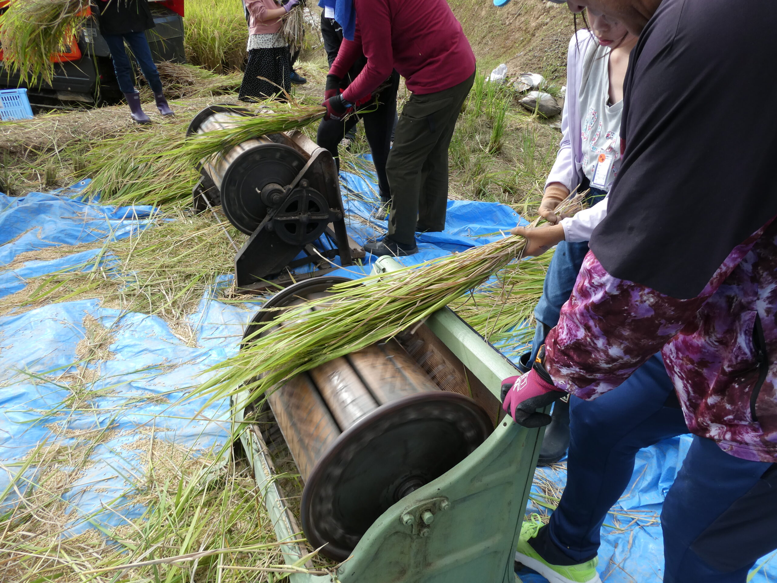 10月15日（水）神興小学校5年生が稲刈り、脱穀体験！