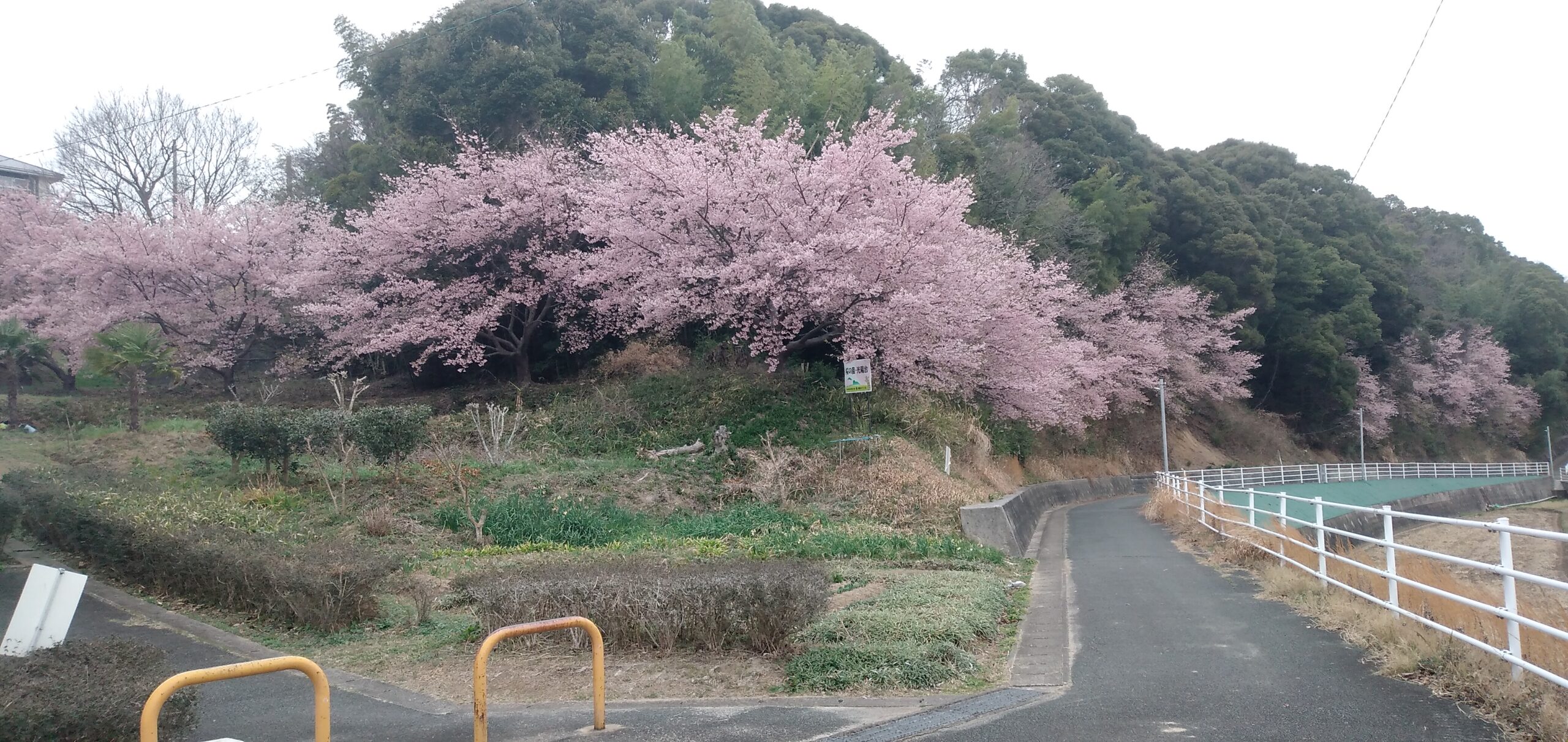 光陽台通学路、冠川沿いの大漁桜が満開です