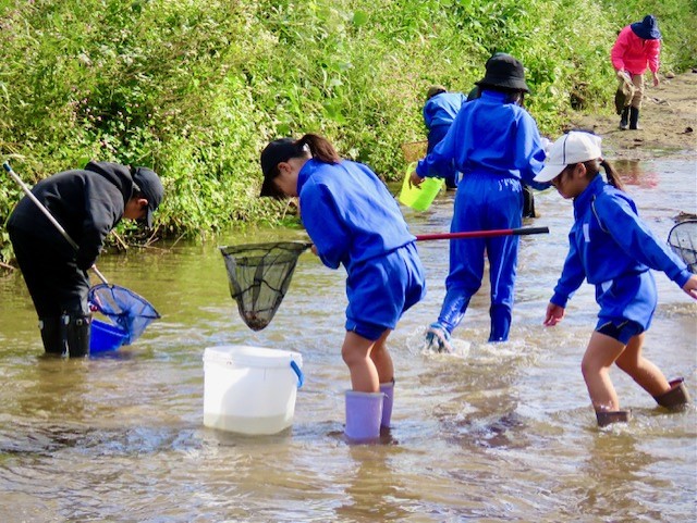 上西郷小学校の西郷川 生き物観察授業