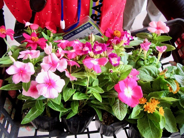 環境景観部会が上西郷小学校の花壇に花を植えました
