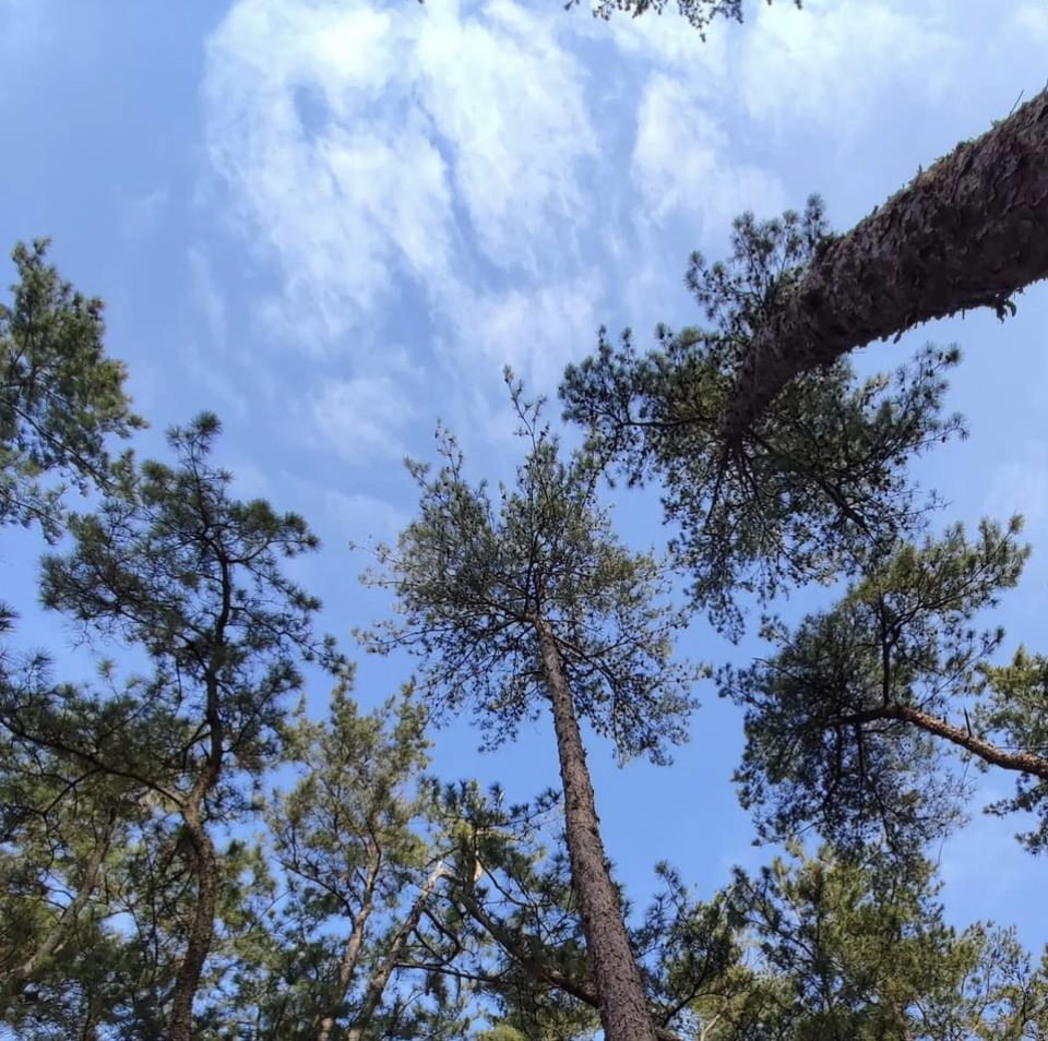 松林保全活動（西福間地区）のお知らせ