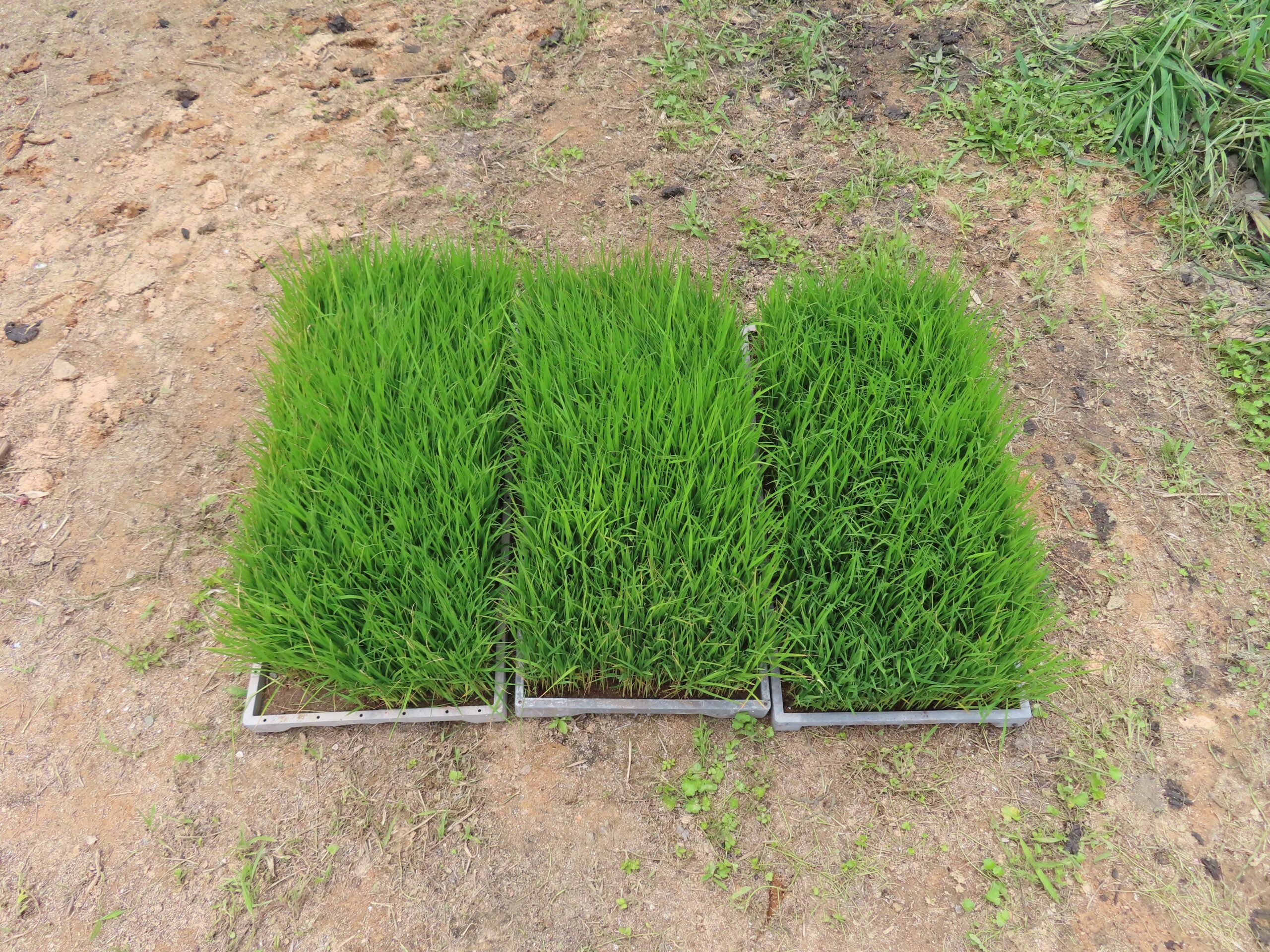 田植えをしました！