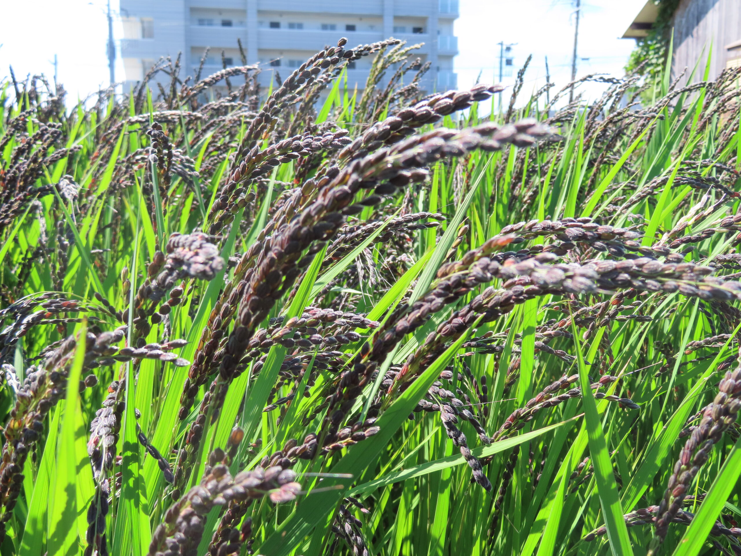 9月24日　田んぼの様子