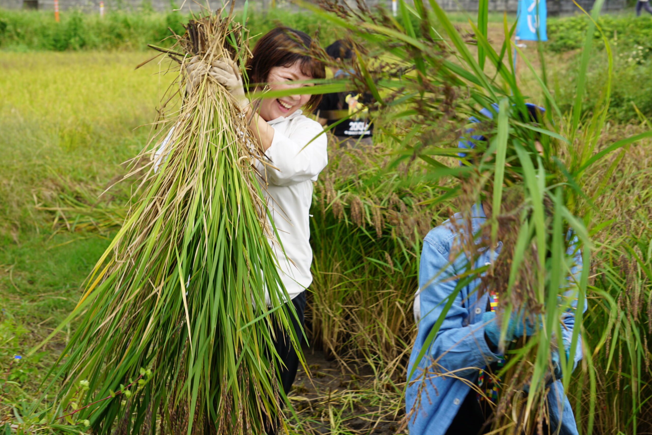 【子育て支援部会×環境景観・田んぼビオトープ班】稲刈り体験＆掛け稲干し教室を実施しました。
