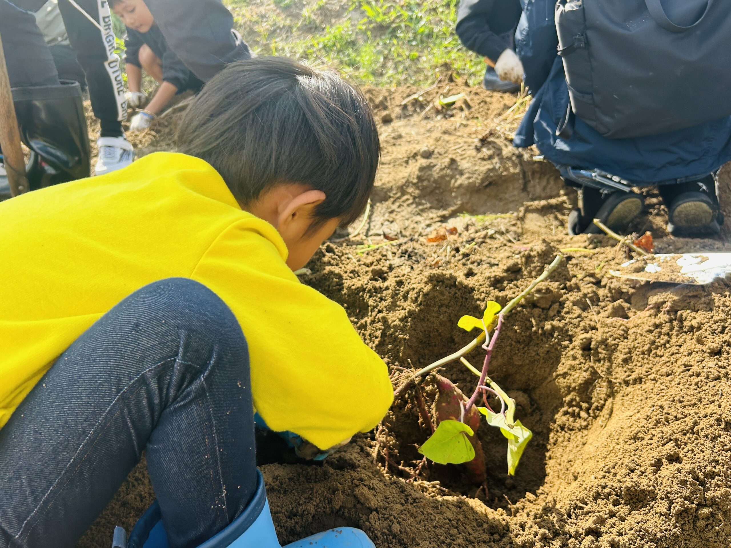 【子育て支援部会・子育て支援班】芋ほり体験教室を開催しました！