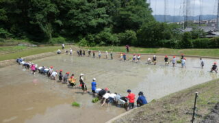 6月18日(水)神興小学校5年生が田植え体験学習を行いました。 - 神興