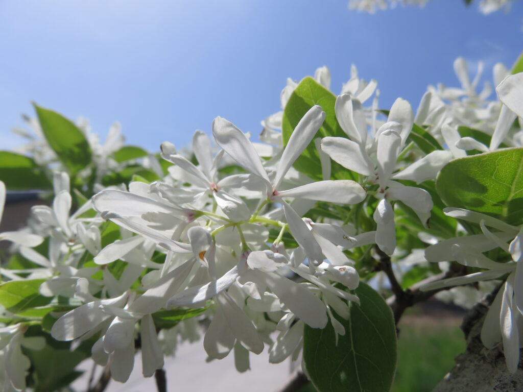 なんじゃもんじゃの木 開花しました！ - 宮司